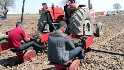 Salarlı Köyünde Lavanta Ekimi Başladı