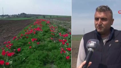 İBB Desteği Kesince İstanbul’da Lale Üretimi Durdu