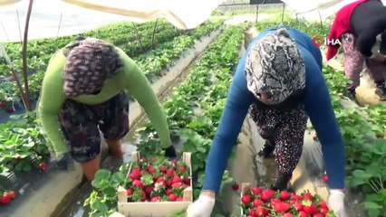 Aydın’da Üreticiler Çilek Hasadına Başladı