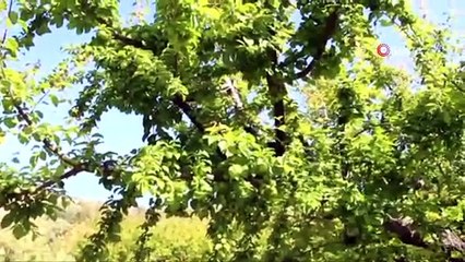 Mut’ta Açık Alanda Erik Hasadı Başladı