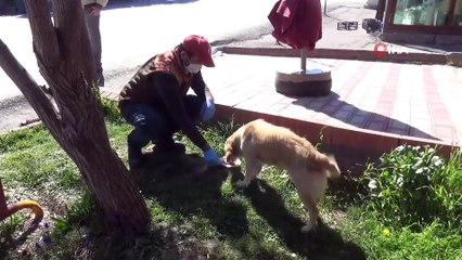 Tedavi Gören Sahibini Hastane Bahçesinde Bekliyor