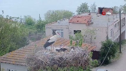 Yaren leylekten sevindirici haber...İşte o anlar