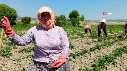 Sokağa Çıkma Kısıtlamasından Etkilenmeyen Çiftçiler Tarlalarda