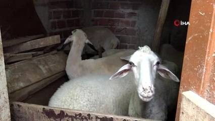 Sokağa çıkma kısıtlamasına bu defa koyunlar uymadı
