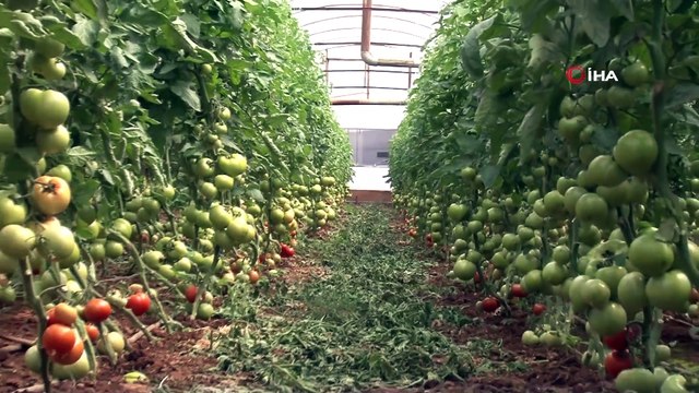 Üreticilerden Mesaj; Biz Sizin İçin Seralarda Çalışıyoruz Siz Evde Kalın