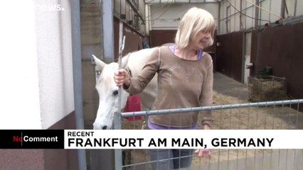 Добрая лошадь бродит по улицам Франкфурта