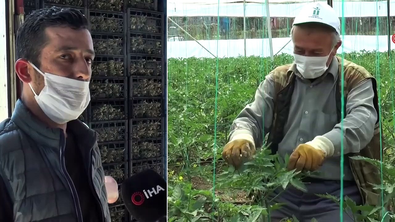 Koronavirüs Sürecinde Sebze İhracatı Sarıcakaya’da Devam Ediyor