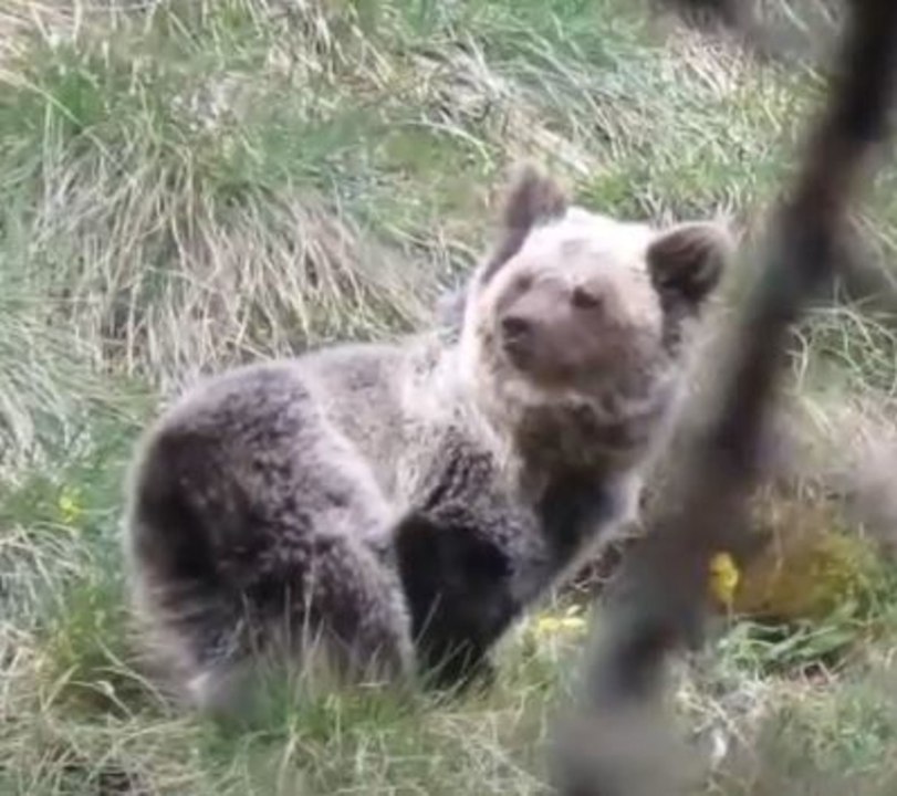 La osezna reintroducida en Picos de Europa retoma la actividad
