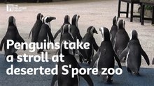 Penguins take a stroll at deserted S'pore zoo