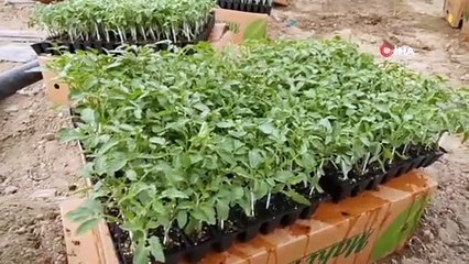 Domates Üretiminden Bu Sezon 15 Bin Ton Rekolte Bekleniyor