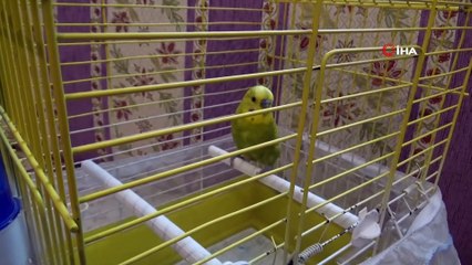 Muhabbet Kuşundan Vatandaşlara 'Evde Kal Türkiye' Çağrısı