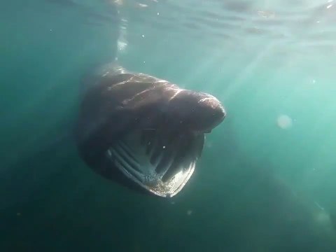 Il nage avec des requins baleines impressionnants