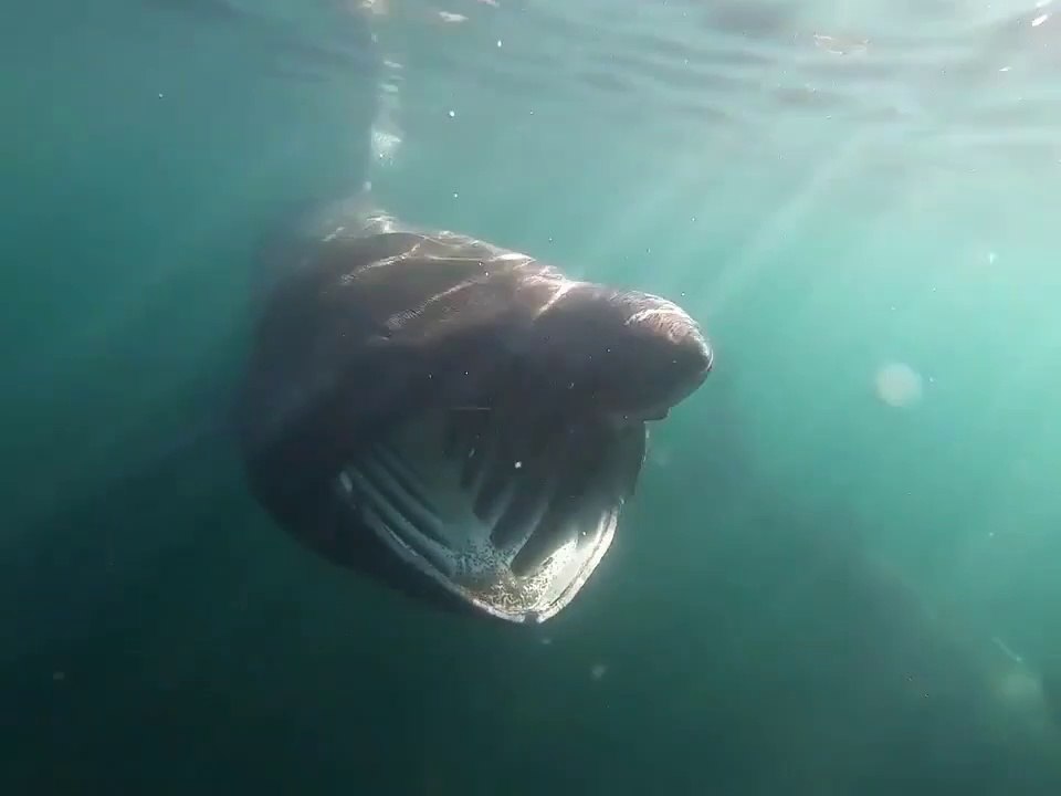 Il nage avec des requins baleines impressionnants