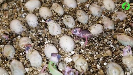 Un bébé caméléon sort de son oeuf et c'est adorable