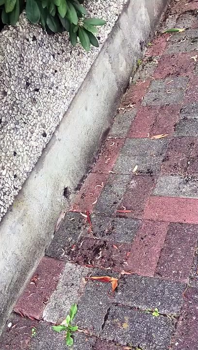 Une famille de petites souris rentre à la maison... Trop mignon