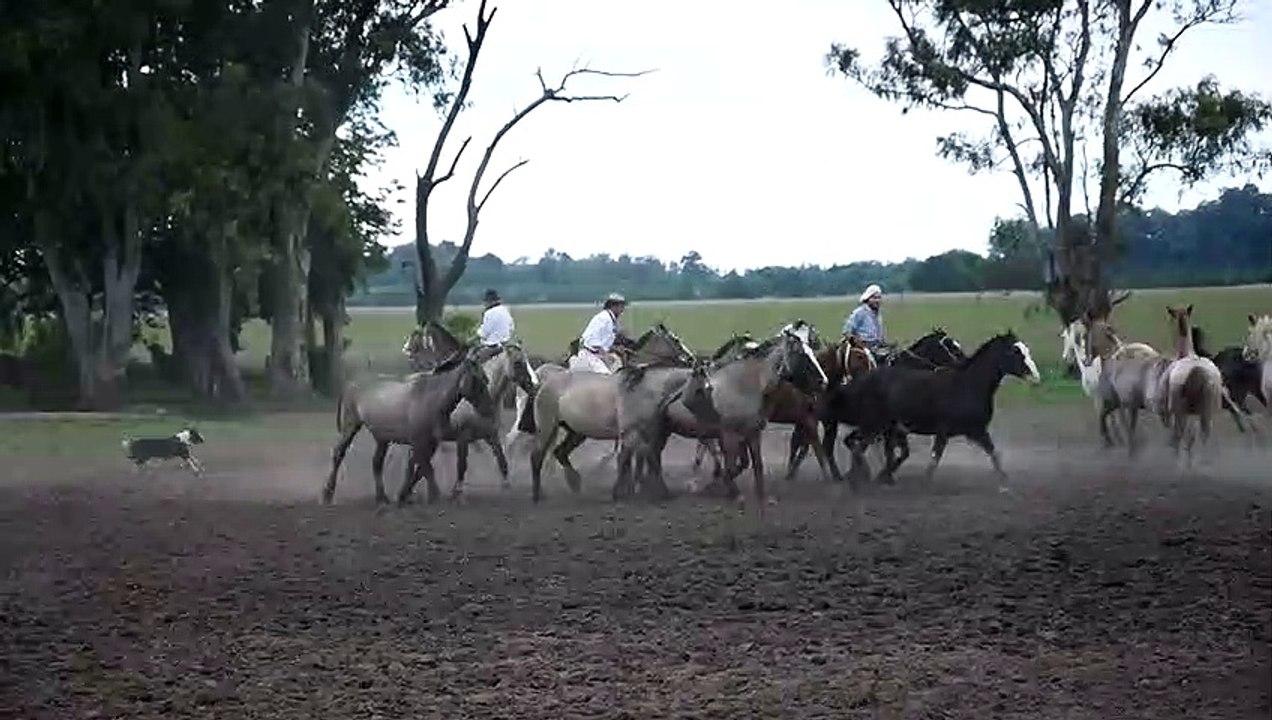 Les gaucho, gardiens et dresseurs de chevaux