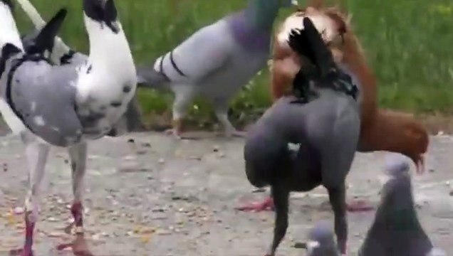 Croisement entre pigeons et poulets ?