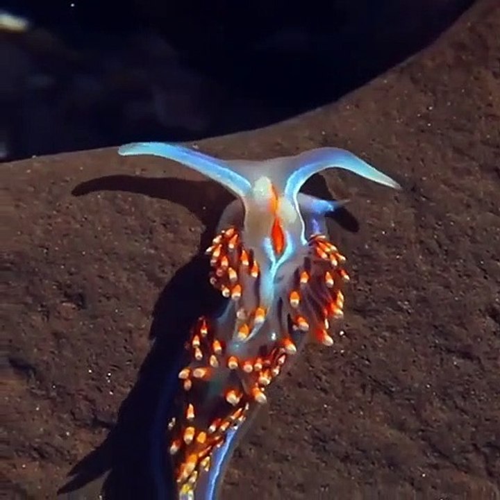 Limace aquatique, regardez ses couleurs magnifiques !