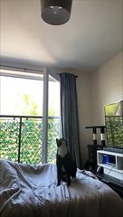 Quand ton chat détruit ta lampe au plafond en un saut..
