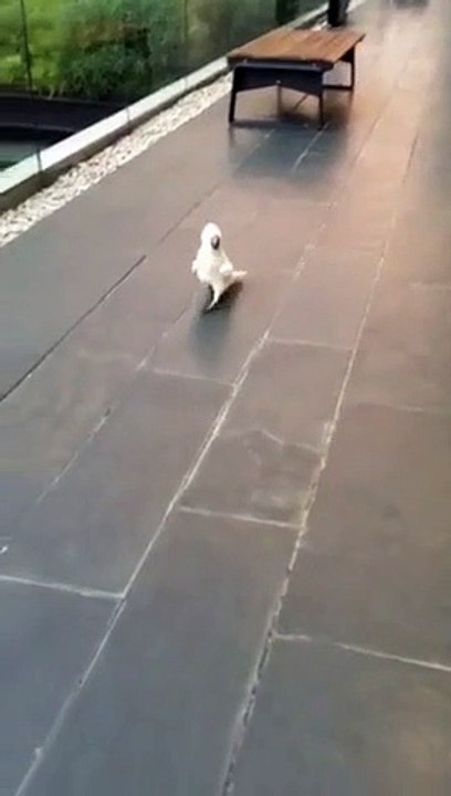 Ce perroquet aboie comme un chien !