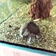 Quand les animaux imitent les humains ! Compilation