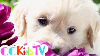 Nap Time! | Calm Music For Kids & Toddlers | Sleep Music | Puppy Video | Calm Puppy Video For Kids