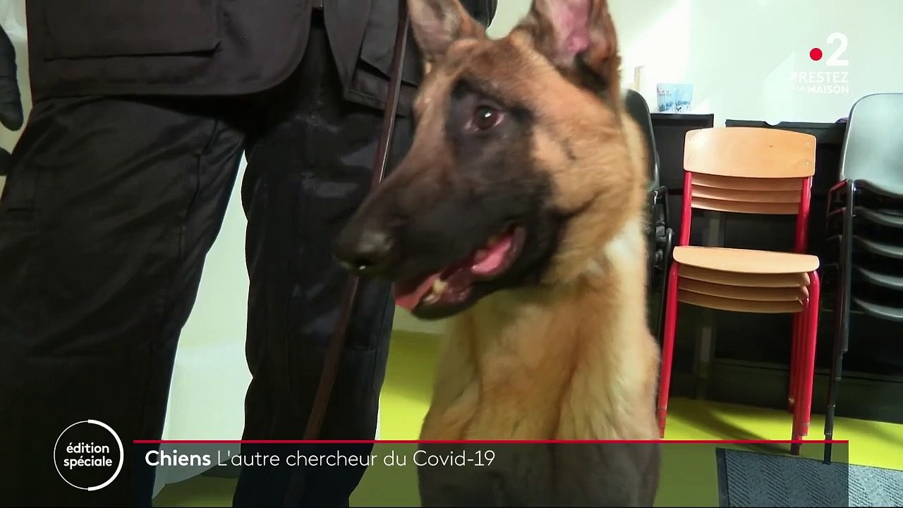 Coronavirus : des chiens capables de détecter les personnes positives