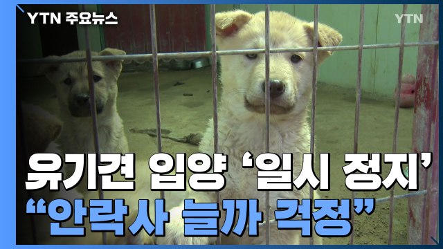 유기견 입양도 '일시 정지'... 안락사 늘까 걱정 태산 / YTN