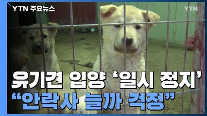 유기견 입양도 '일시 정지'..."안락사 늘까 걱정 태산" / YTN