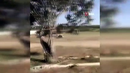 Fas’ta bir kişi arazisini ihlal ettiği için koyunları ezdi