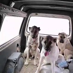 ANADOLU COBAN KOPEKLERiNiN ARABA SEYAHATi - ANATOLiAN SHEPHERD DOGS