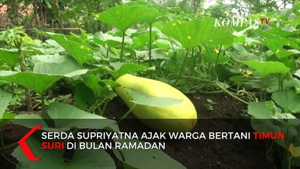 Mantap! Babinsa Ini Berhasil Ajak Warga Bertani Timun Suri