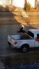 Lady Struggles to Move Lazy Dog