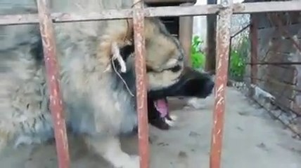 KAFKAS COBAN KOPEKLERi UZAKTAN ATISMA - CAUCASiAN SHEPHERD DOGS VS
