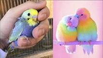 Funny Parrots Videos Compilation cute moment of the animals - Cutest Parrots #2