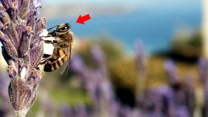 Koronavirüsün merkez üssü ABD'de şimdi de "katil arı" paniği: İnsanları öldürebiliyor