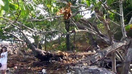 VMS Du lịch Nam Du đừng quên ghé thăm Hòn Dầu xinh đẹp