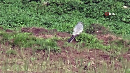 Göçmen kuşlar Yüksekova’ya renk kattı
