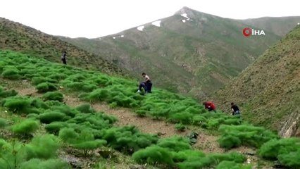 Siirt'te, yayla muzu olarak bilinen ışkın cep yakıyor
