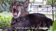 قطط قبرص مصابة بالملل في انتظار إنهاء الإغلاق