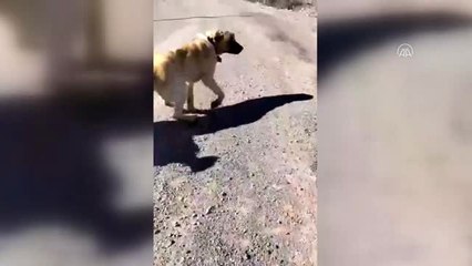 Ankara'da yavrusuna köpeklerin saldırtıldığı eşek kurtarıldı