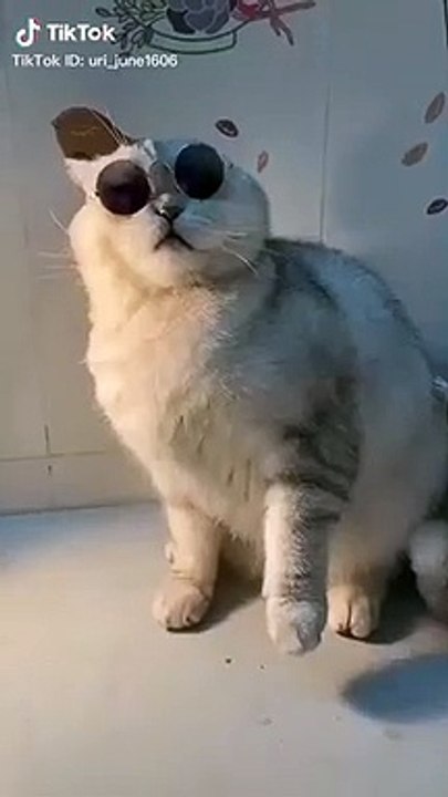 tik tok,tik tok 2020,tik tok compilation,best of tiktok,best of tik tok,tik tok best,tiktok best,tiktoks,tok toks,best tiktoks,tiktok,tik tok dance,the best tik tok compilation,best tik tok compilation,tiktoks 2020,tik tok comedy,funny tik tok videos,best