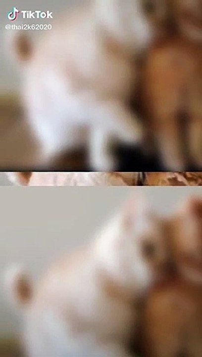 tik tok,tik tok 2020,tik tok compilation,best of tiktok,best of tik tok,tik tok best,tiktok best,tiktoks,tok toks,best tiktoks,tiktok,tik tok dance,the best tik tok compilation,best tik tok compilation,tiktoks 2020,tik tok comedy,funny tik tok videos,best