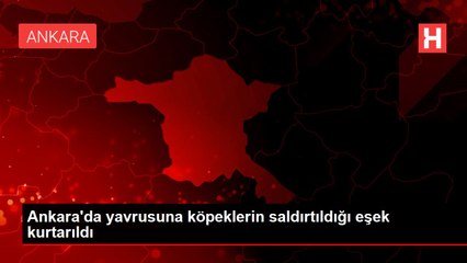 Ankara'da yavrusuna köpeklerin saldırtıldığı eşek kurtarıldı