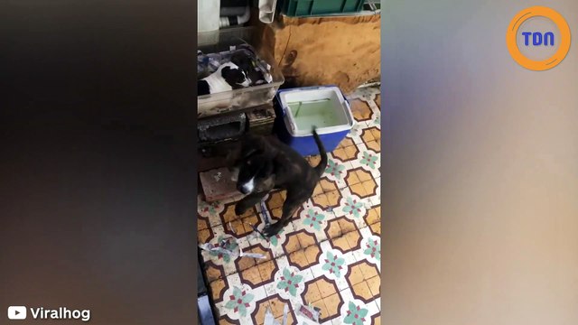 Cette maman Chihuahua adopte... des bébés ratons laveurs !