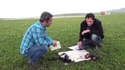 Muş Ovası, Zengin Kuş Popülasyonuna Ev Sahipliği Yapıyor