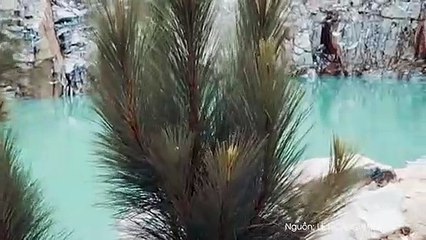 VMS CÂY CÔ ĐƠN TTC ĐÀ LẠT