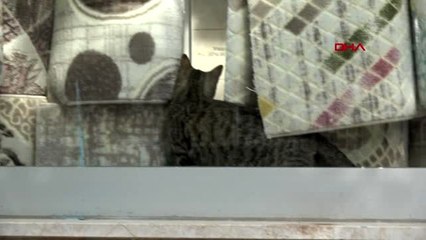 BURSA Kısıtlama öncesi mağazada mahsur kalan kedi, 2 gün sonra kurtarıldı