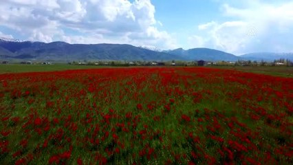 Muş'ta ilkbahar güzelliği