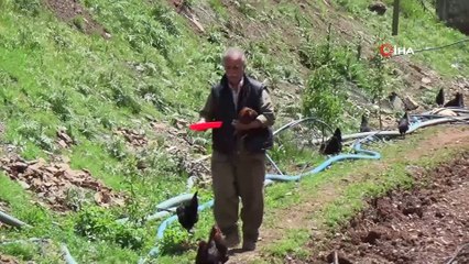SYDV'den aldığı 2 bin lira ile tavuk aldı, organik yumurta satarak ailesini geçindirmeye başladı